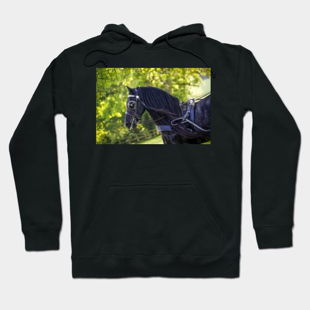 Black Beauty Hoodie by heidiannemorris